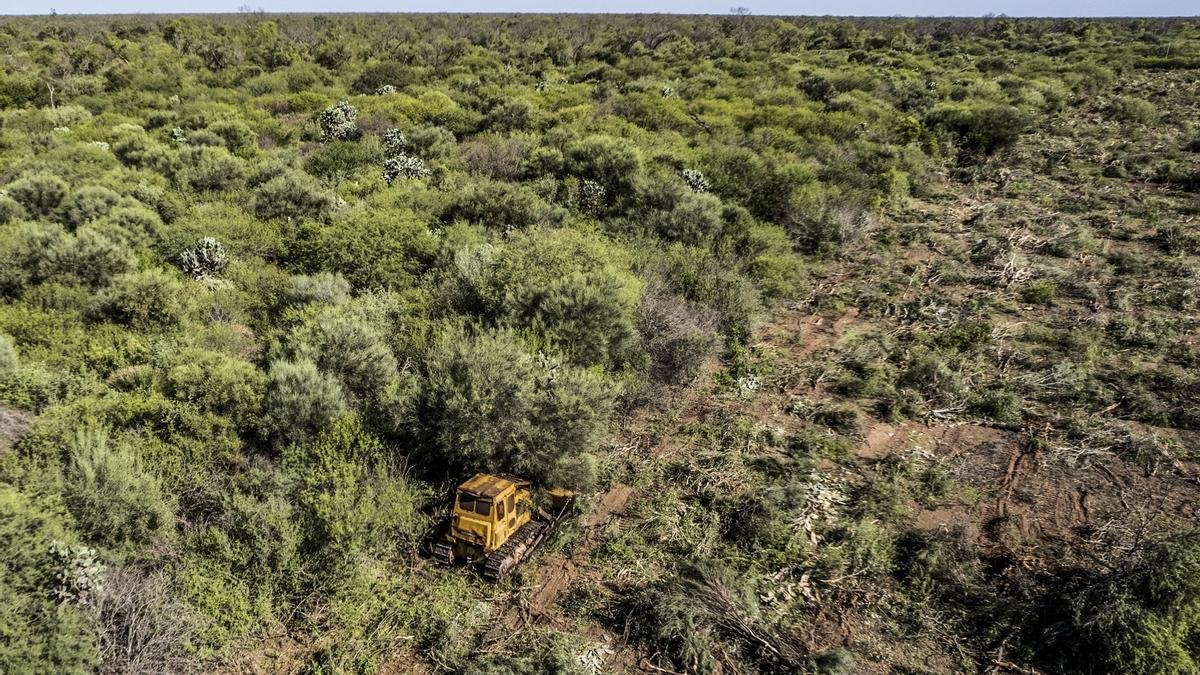 Qué organizaciones protegen el medio ambiente en Argentina 1 bosques nativos de argentina en peligro