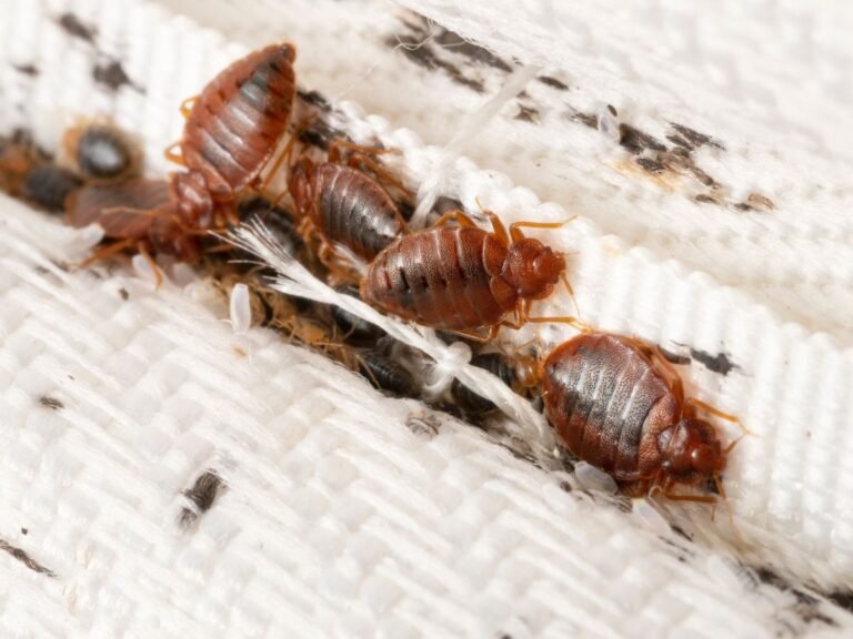 Las chinches se mueren con el sol: Mitos y verdades 5 Las chinches se mueren con el sol: Mitos y verdades