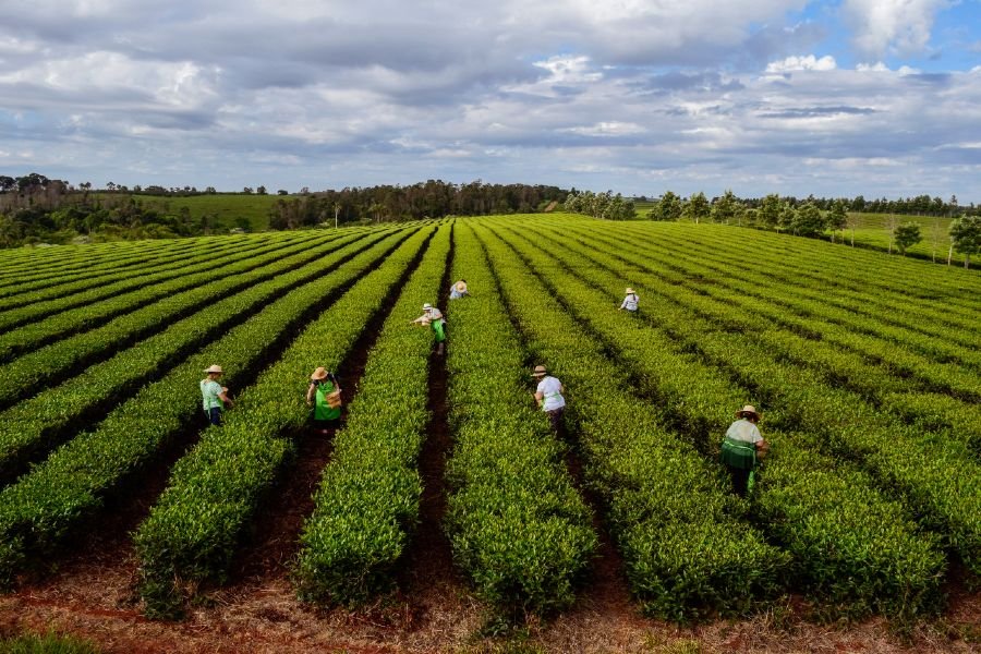Cómo es la producción de té en Misiones, Argentina 1 plantacion de te en misiones argentina